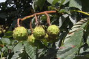 Aesculus Hippocastanum